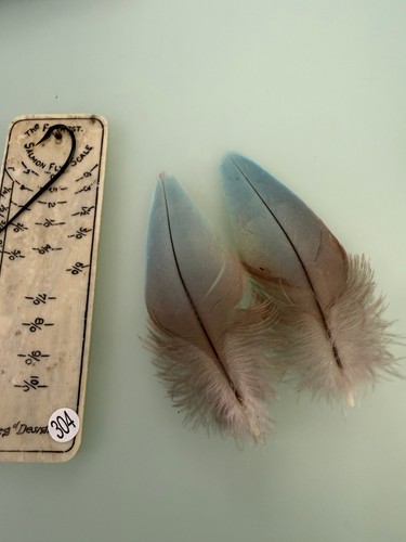 Matched macaw parrot feathers - ,