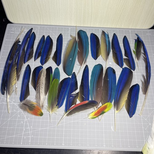 Blue macaw parrot wing and - macaw,