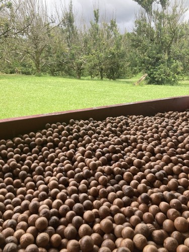 Macadamia nuts 12lbs in - 12lbs,
