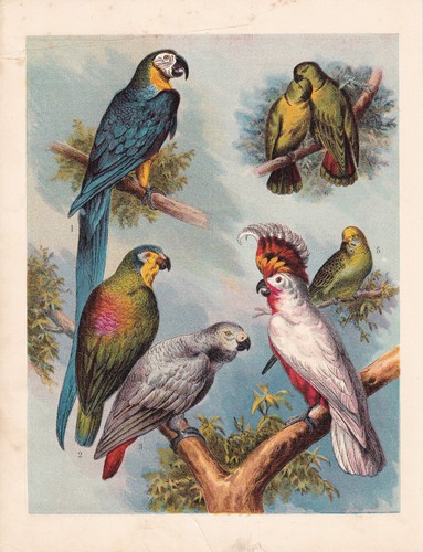 1886 antique parrot macaw - parrot,